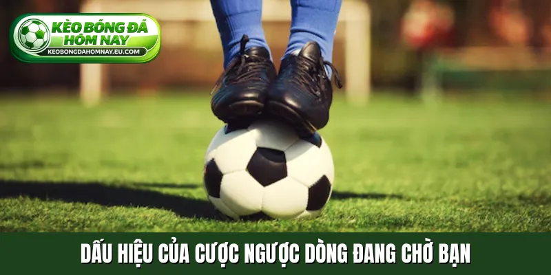 Dấu hiệu của cược ngược dòng đang chờ bạn